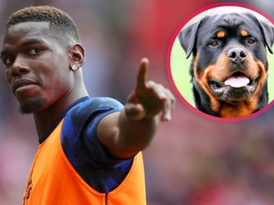 Pogba chi hơn 400 triệu chỉ để có thêm 'bạn mới'