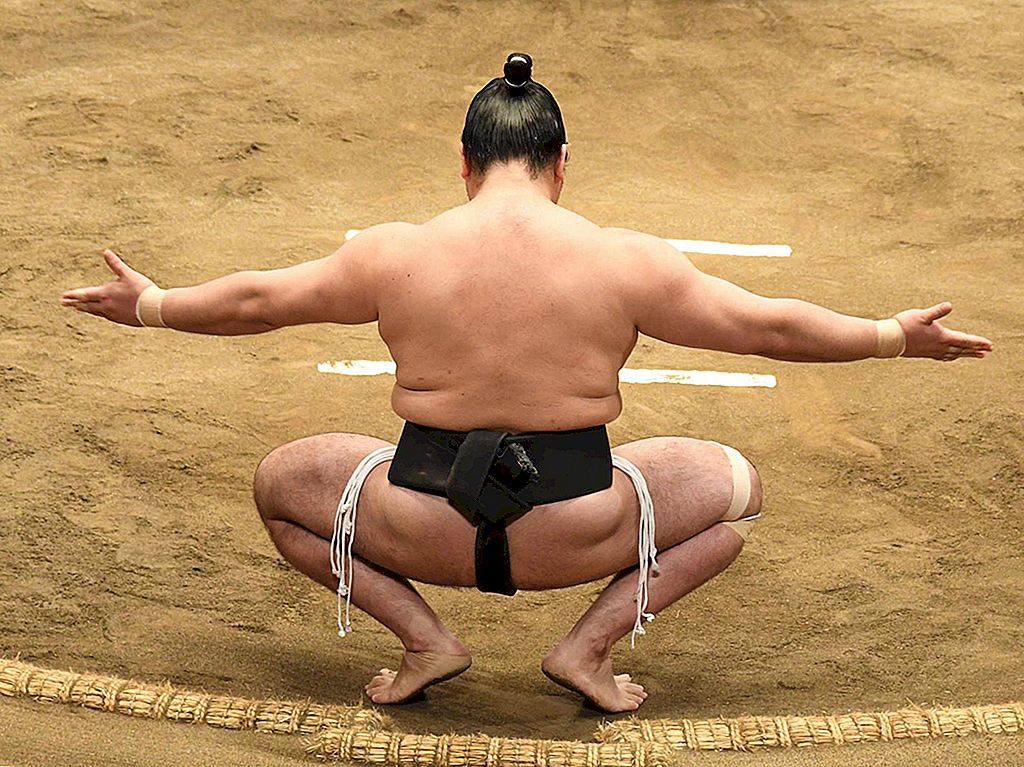 sumo